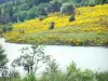 Millevaches plateau - Regional Natural Park of Millevaches in Limousin: Oussines pond surrounded by trees and flowering broom
