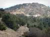 Mont Aigoual - Arbres et arbustes du mont Aigoual ; dans le massif de l'Aigoual, dans le Parc National des Cévennes (massif des Cévennes)