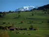 Mont-Blanc - Weilanden met koeien, bomen met herfstkleuren en massale Mont-Blanc