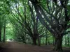 Mont Gargan - Allée bordée d'arbres menant au sommet