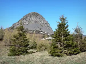 Mont Gerbier de Jonc - Sapins en premier plan avec vue sur la silhouette du Gerbier de Jonc ; dans le Parc Naturel Régional des Monts d'Ardèche, en montagne ardéchoise