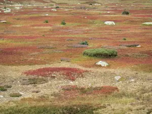 Mont Lozère - Parc National des Cévennes : paysage de lande parsemé de pierres
