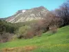 Mont Mézenc - Parc Naturel Régional des Monts d'Ardèche - Montagne ardéchoise : mont Mézenc, forêt et prairie en fleurs