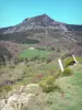 Mont Mézenc - Parc Naturel Régional des Monts d'Ardèche - Montagne ardéchoise : mont Mézenc, prés et végétation