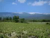 Mont Ventoux - Champ de vigne, arbres et mont ventoux (montagne calcaire)