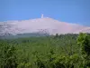 Mont Ventoux - Bos en Mont Ventoux (berg kalksteen) aan de bovenzijde bedekt met witte steentjes