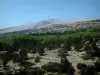 Mont Ventoux - Mont Ventoux (montagne calcaire) avec arbres, végétation et sommet