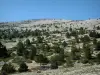 Mont Ventoux - Helling van de Mont Ventoux (berg kalksteen) bezaaid met planten en bomen