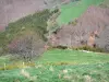 Montagne ardéchoise - Paysage verdoyant constitué d'arbres, de prés et de forêt