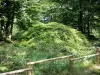 Montagne de Reims区域自然公园 - Verzy森林（兰斯山的森林）：扭曲的山毛榉（Fau de Verzy）