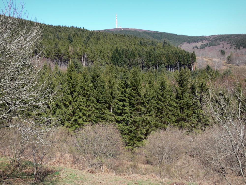 Montagne Noire - Bos aan de voet van de piek Nore