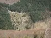 Montagne Noire - Vue sur une petite route bordée de forêts