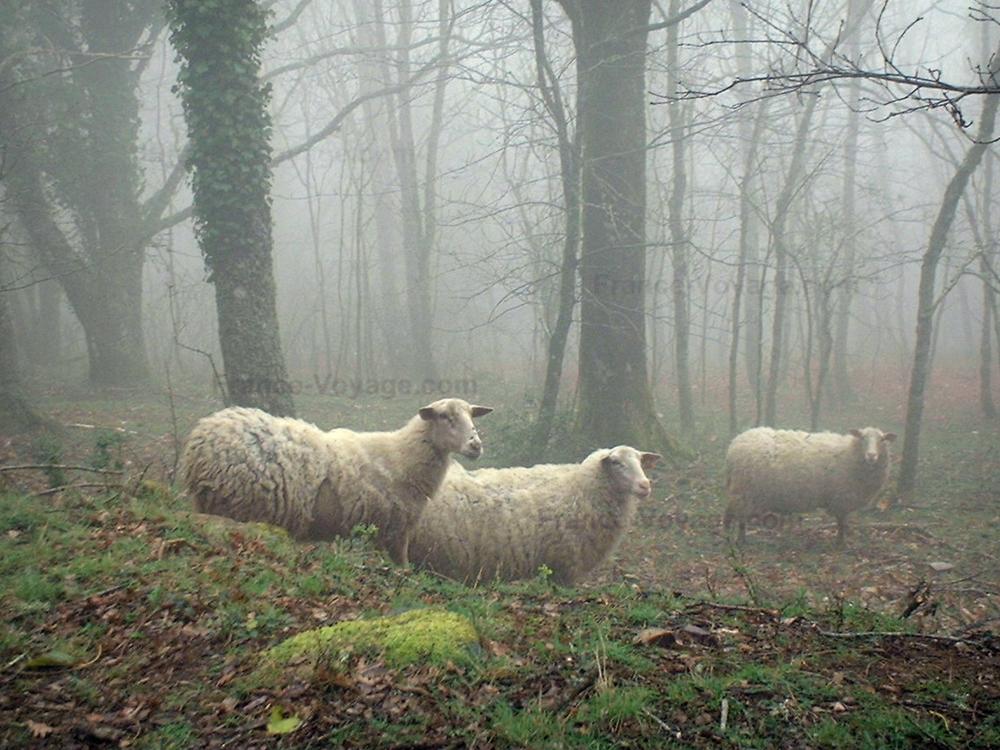 Montagne Noire - Schapen in het bos in de mist