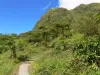 Montagne Pelée - Sentier de randonnée bordé de végétation ; dans le Parc Naturel Régional de la Martinique