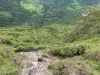 Montagne Pelée - Paysage verdoyant vu depuis le sentier de l'Aileron