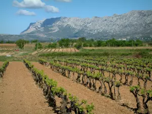 Montagne Sainte-Victoire - Champ de vignes et montagne Sainte-Victoire