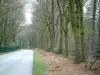 Montagnes Noires - Route bordée d'arbres, forêts