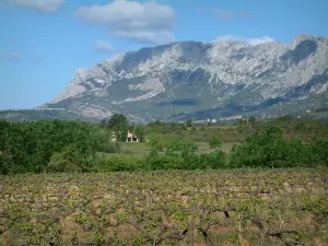 Montaña Sainte-Victoire - Campo de viñas, bosque y la montaña Sainte-Victoire