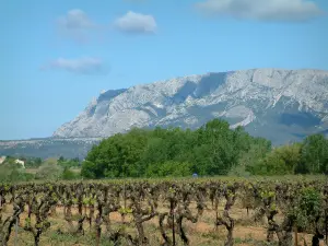 Montaña Sainte-Victoire - Montaña Sainte-Victoire con vistas a un viñedo y el árbol