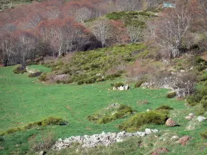 Montanha Ardèche - Prado cercado por árvores