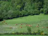 Montanhas Ambazac - Limousin vacas em um pasto e árvores