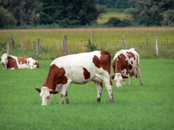 Montbéliard Kuh - Montbéliard Kühe in einer Wiese