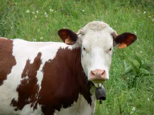 Montbéliard Kuh - Kuh mit einer Kuhglocke