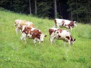 Montbéliard Kuh - Montbéliard Kühe in einer Wiese