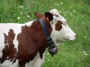 Montbéliard Kuh - Kuh mit einer Kuhglocke