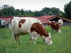 Montbéliard Kuh - Montbéliard Kühe in einer Wiese, Bauernhof im Hintergrund