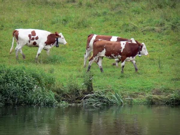 Montbeliard Kuh - Montbeliard Kühe am Wasserufer
