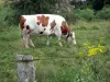 Montbéliarde cow - Cow with a bell grazing in a meadow, wild flowers in foreground