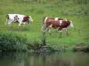 Montbéliardkoe - Montbeliarde koeien in een rivier