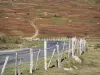 Monte Lozere - Cévennes National Park: estrada alinhada com mouros