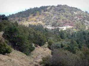 Montes Aigoual - Árboles y Arbustos del Monte Aigoual, en Aigoual en el Parque Nacional de Cévennes (Cevennes montañas)