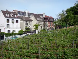 Montmartre - Häuserfassaden und Rebstöcke des Hügels Montmartre
