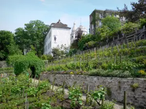 Montmartre - Weinreben des Hügels Montmartre