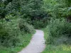 Montmorency forest - Forest path, vegetation and trees in the forest