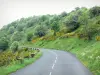 Monts du Cantal - Parc Naturel Régional des Volcans d'Auvergne : route bordée d'arbres et de genêts en fleurs