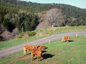 Monts d'Ardècheの地域自然公園 - 道路の端、森の端の牧草地で牛