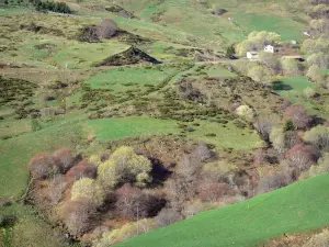 Monts d'Ardècheの地域自然公園 - 木が点在する牧草地