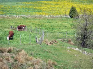 Monts d'Ardècheの地域自然公園 - 開花草原の牛