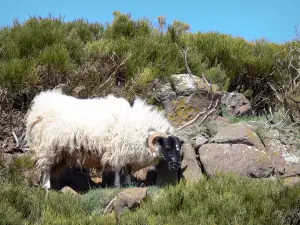 Monts d'Ardècheの地域自然公園 - 黒い牡羊座と白い体
