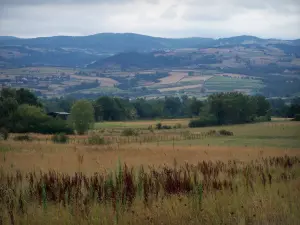 Monts du Forez - Pâturages et arbres de la plaine du Forez avec vue sur les monts du Forez