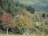 Monts du Forez - Arbres et sapins d'une forêt ; dans le Parc Naturel Régional Livradois-Forez