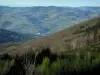 Monts du Lyonnais - Arbustes en premier plan avec vue sur les collines