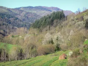 Montsd'Ardèche地区自然公园 - 草地，树木和森林