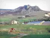 Montsd'Ardèche地区自然公园 - MassifduMézenc：牧场周围的农场，草地上的马匹和背景中的岩石碎石，位于Estables公社