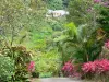 Le Morne-Rouge - Tropical garden planting Beauvallon