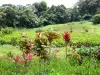 Le Morne-Rouge - Jardin tropical de la plantation Beauvallon